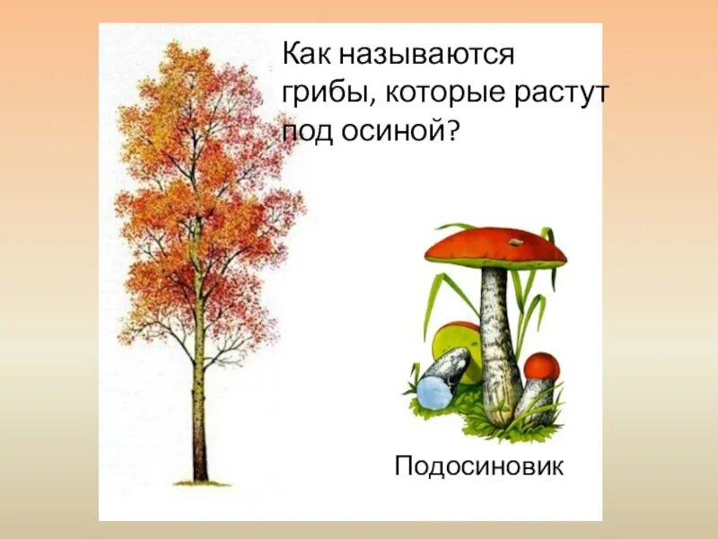 Под березой под осиной. Гриб подосиновик растет под осиной. осина и подосиновик. грибы под осиной. подосиновик с деревом.