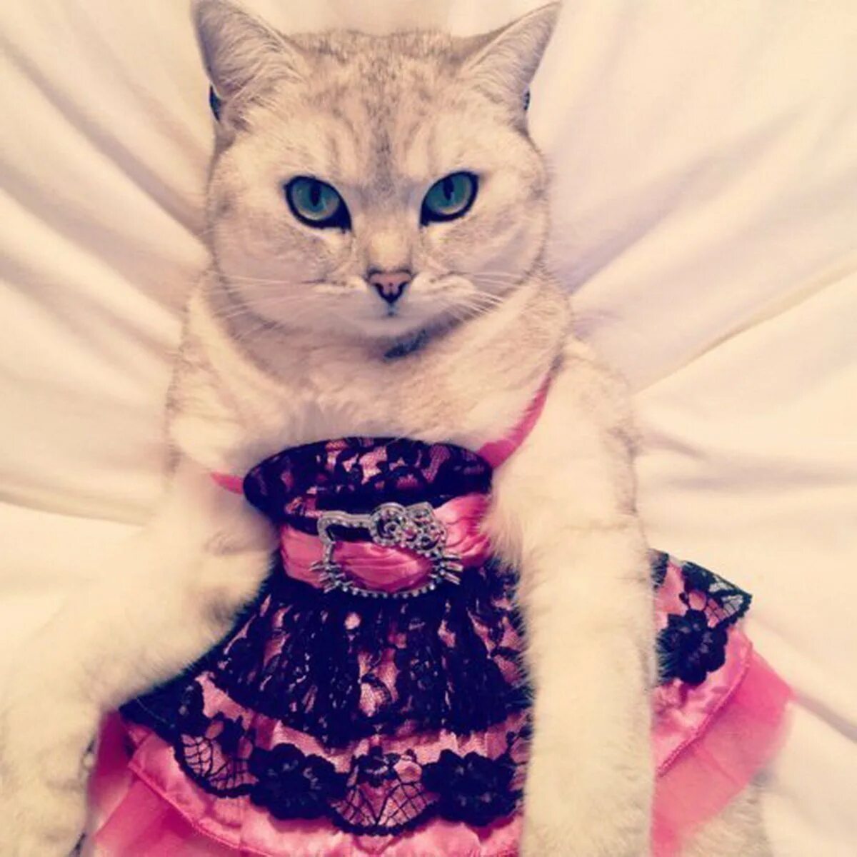 Кот одет. Милые котики в одежде. коты в платьях. кошка в платье. красивый кот в одежде.