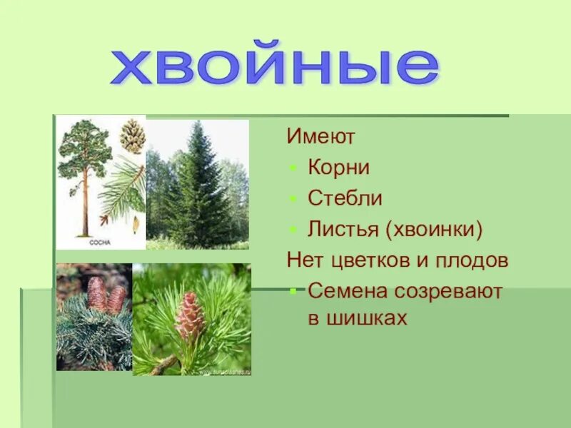 Как называется стебель ели