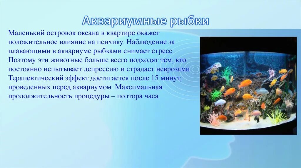 Презентация аквариумные рыбки. Наблюдение за рыбками в аквариуме. Аквариумные рыбки проект. Проект про рыбок. Сообщение о рыбках в аквариуме.