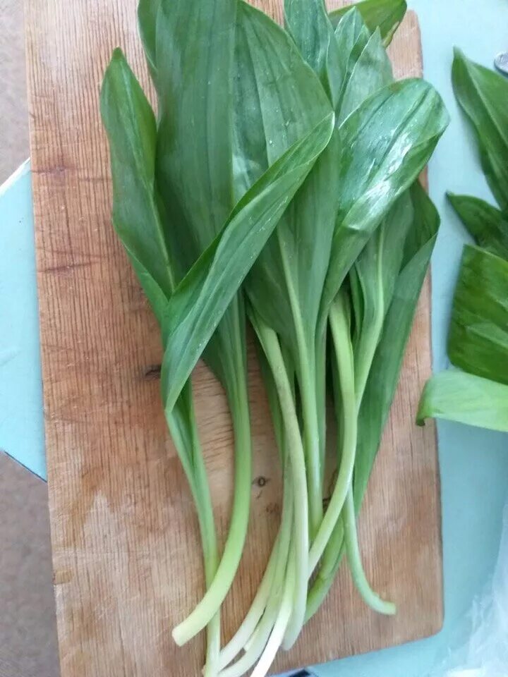 Черемша закуска маринованная. Черемша чеснок. Листья черемши. Черемша. Черемша это побеги чеснока?.