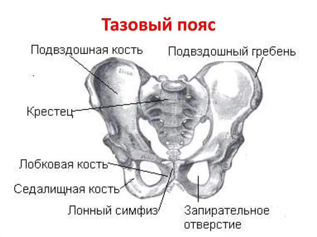 Строение тазового пояса анатомия. Кости таза строение анатомия. Кости тазового пояса строение. Строение скелета тазового пояса человека анатомия.