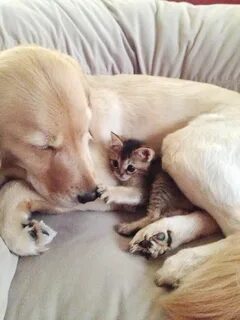 Сон щенок котенок
