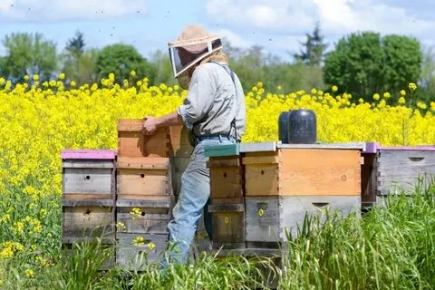Bee farming
