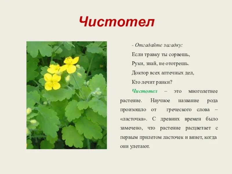 Чистотел. Лекарственные растения чистотел. Чистотел для детей. Чистотел латинское название.