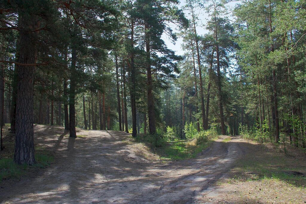 сосновый бор санаторий зудилово. сосновый бор барнаул. сосновый бор барнаул лес. ленточный бор барнаул. барнаульский ленточный бор алтайский край.