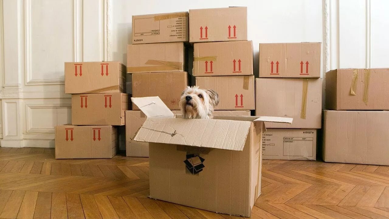Переезд котенка в новый дом. Кот в коробке. собачка с коробок. коробки для переезда. переезд с домашними животными.