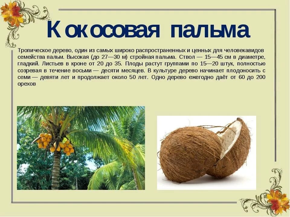 Тип распространения семян у кокосовой пальмы. Кокосовая пальма информация. кокосовое дерево. плод кокосовой пальмы. сообщение о кокосовой пальме.