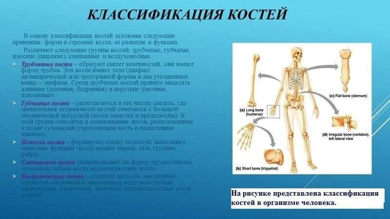 Кости трубчатые губчатые плоские смешанные. Классификация костей трубчатые губчатые смешанные. Принципы классификации костей. Классификация костей скелета.