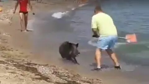 Кабан неожиданно