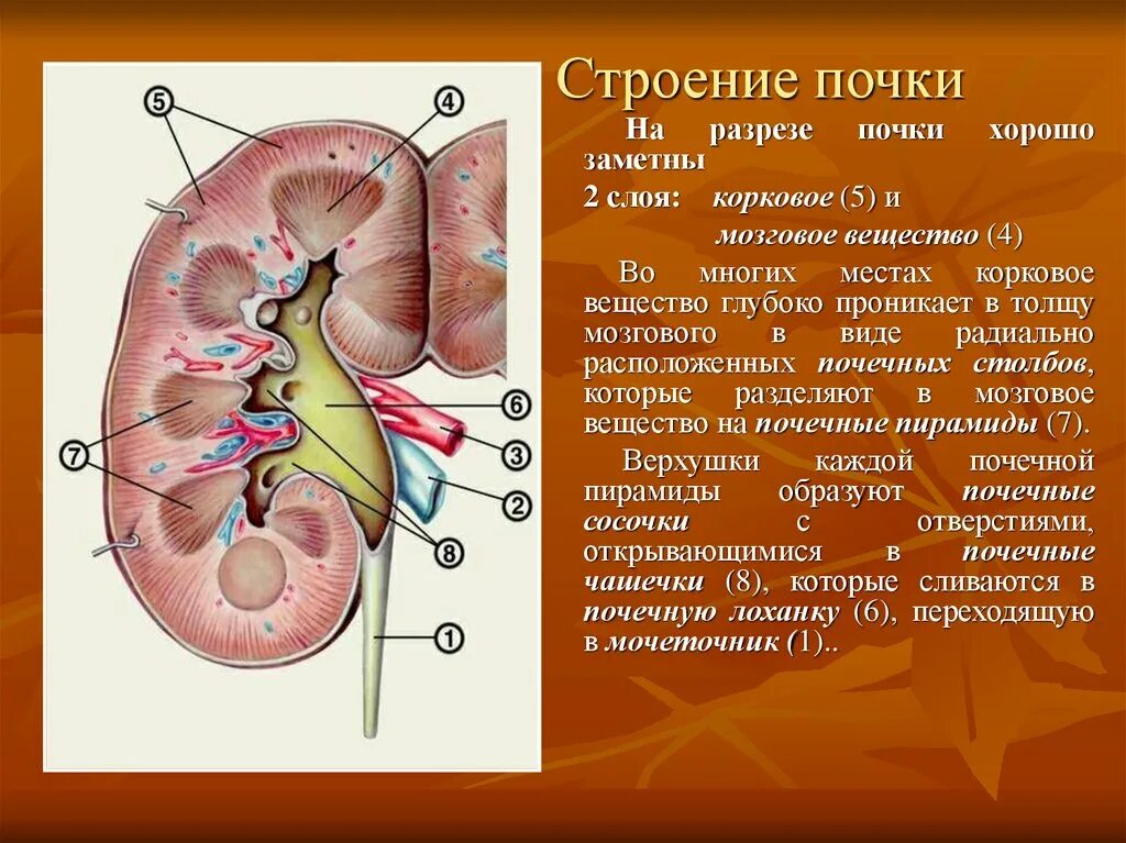 В чем особенность строения почечной лоханки. Мочеточник почечная Вена почечная артерия. Почечная артерия Вена мочеточник.