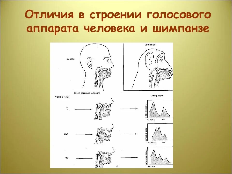 Рисунок голосового аппарата человека. Строение голосового аппарата. голосовой аппарат. строение вокального аппарата. голосовой аппарат у шимпанзе.