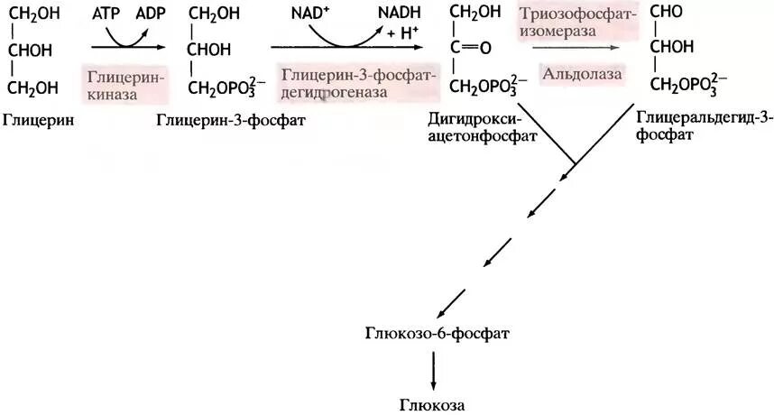 Синтез глюкозы в организме. Схема глюконеогенеза биохимия. Синтез Глюкозы из глицерола реакции. Реакции синтеза Глюкозы из глицерина. Схема синтеза Глюкозы из глицерола.