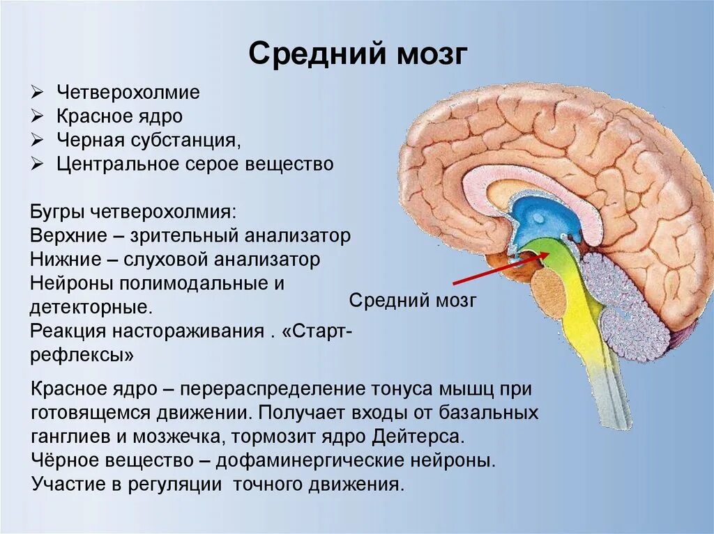 Черное вещество среднего мозга анатомия. Структура головного мозг средний мозг. Средний мозг красное ядро черная субстанция. Ядра четверохолмия среднего мозга.