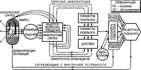 Функциональная система поведенческого акта