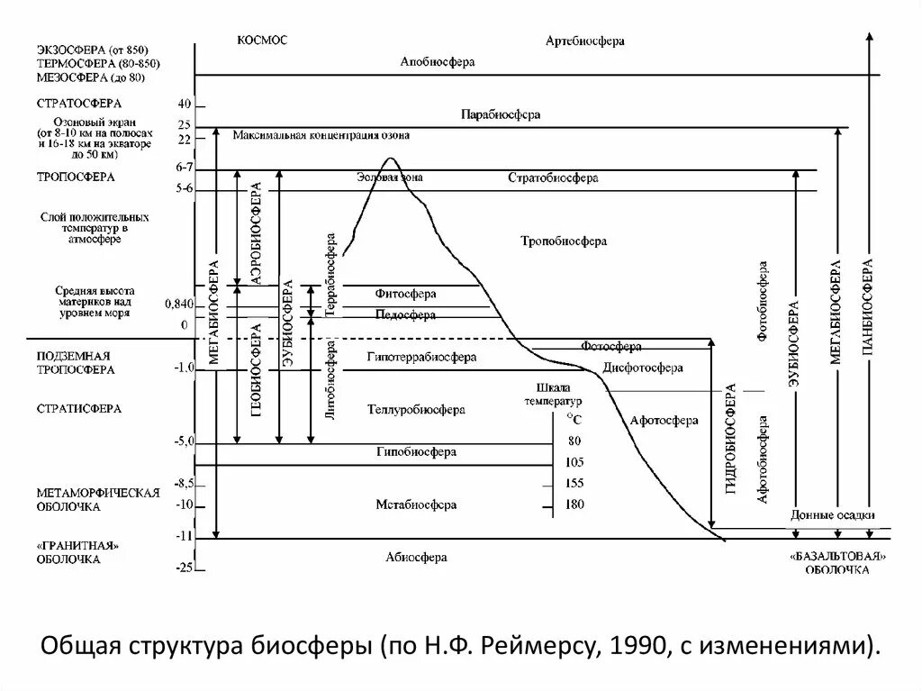 Динамика изменений в биосфере. Строение биосферы схема. Биосфера состав и строение. Структура биосферы и ее границы. Изобразите схематично структуру и границы биосферы.