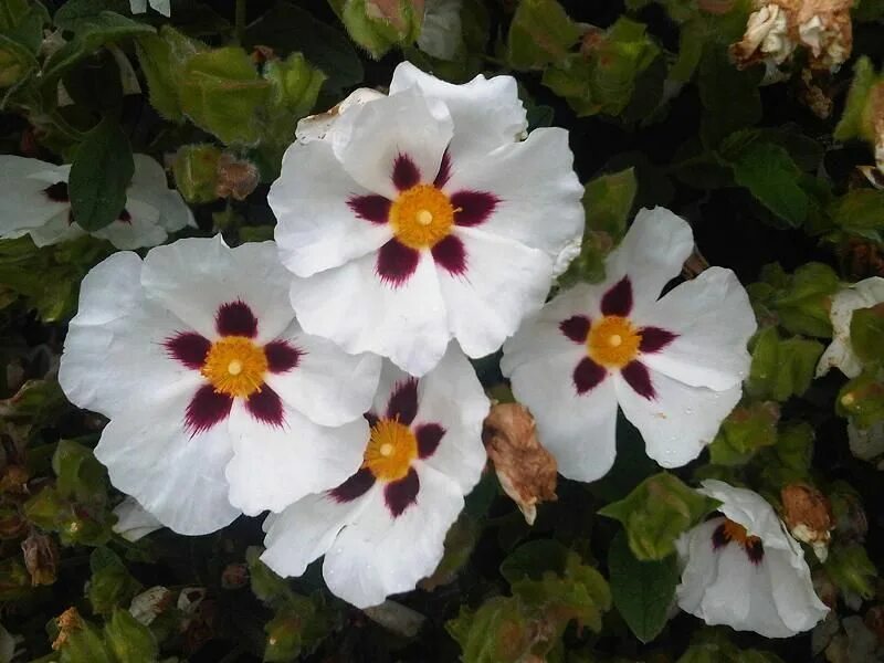 Лабданум что это. Ладанник лабданум. cistus ladaniferus. французский лабданум. лабданум эстетика.