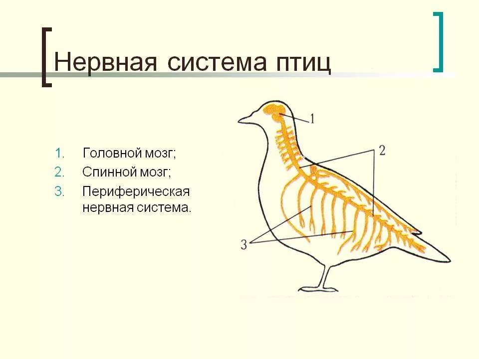 Функции нервной системы у птиц. Схема нервной системы птицы биология 7 класс. особенности строения нервной системы птиц. нервная система птиц схема. нервная система птиц 7 класс биология.