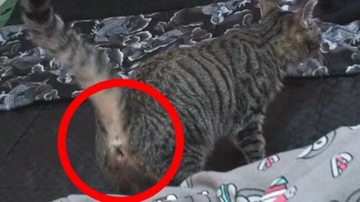 Cat penis. Половой орган кота с шипами.