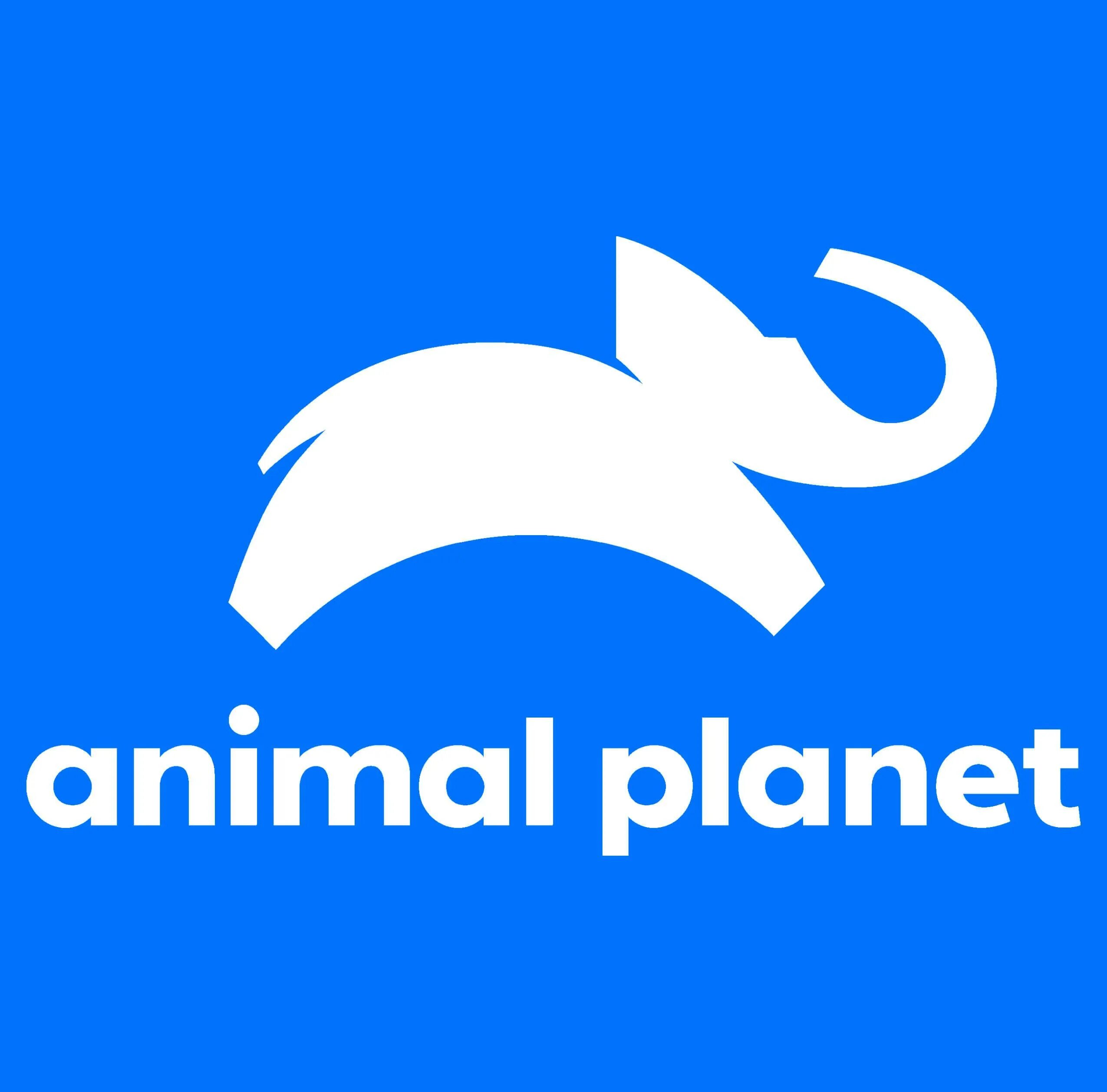 Энимал планет сегодня. Animal planet. логотип анимал планет. канал энимал планет.