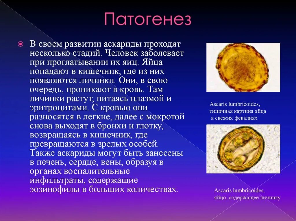 Какие продукты источник аскаридоза. Аскаридоз патогенез. Аскаридоз у детей патогенез. Факторы передачи аскаридоза. Аскаридоз патогенез кратко.