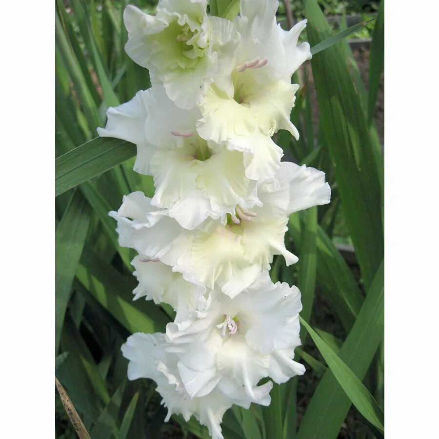 Белый гладиолус сорт. Гладиолус мурманск gladiolus murmansk. гладиолус тампико (tampico). гладиолус эссенциал. гладиолус сноудон.