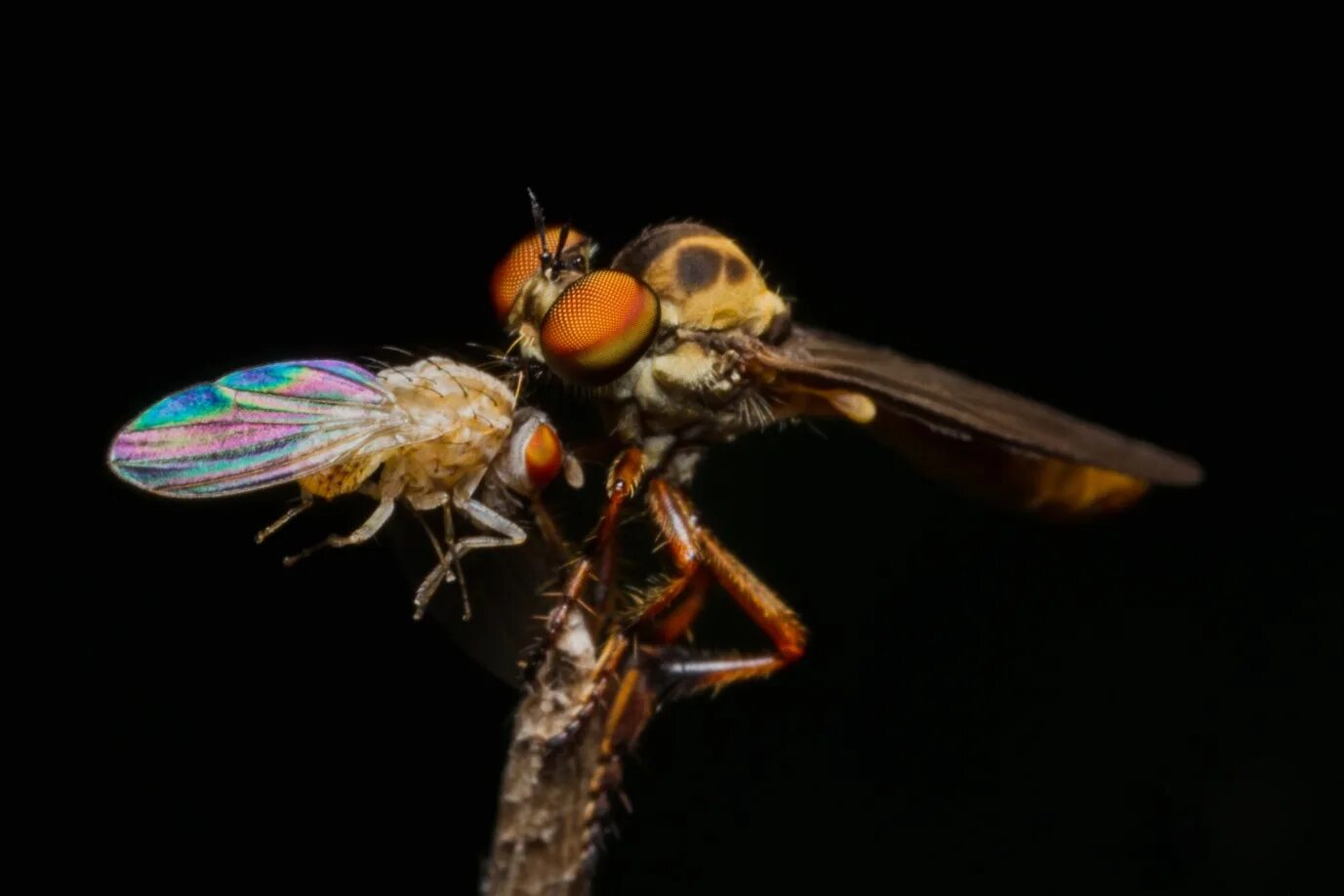 Fly does. Fly муха. маленькая муха. мелкие мухи. robber fly.