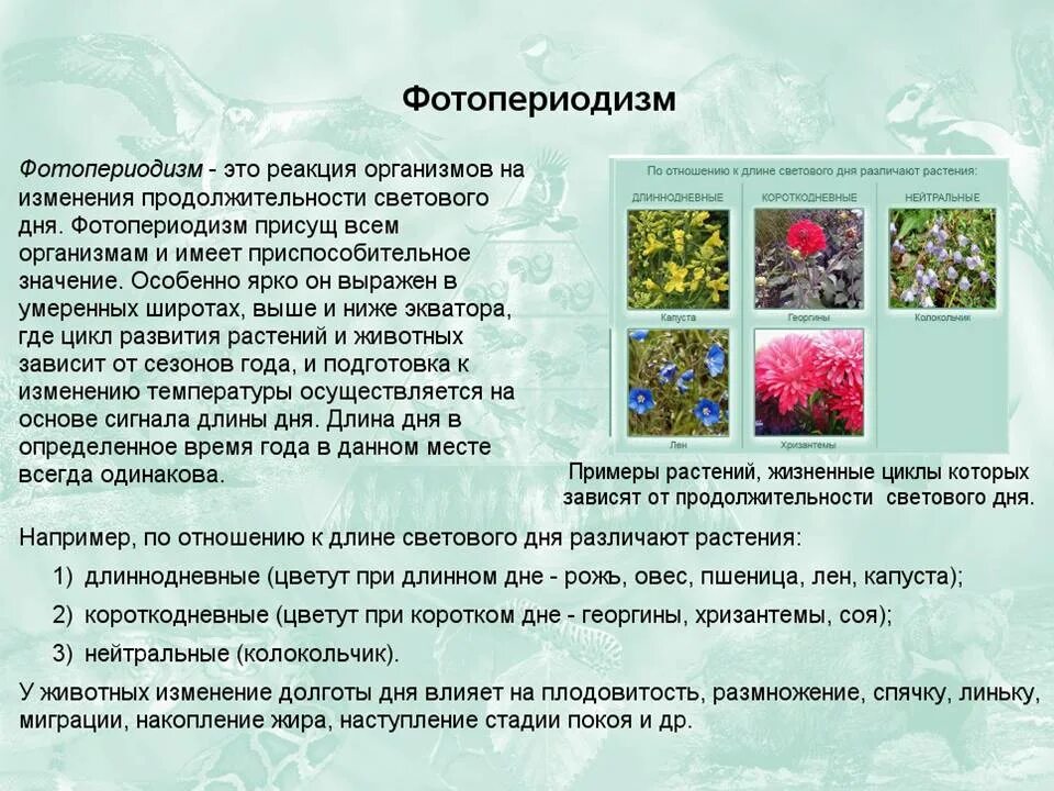 Реакция организмов на длину светового дня