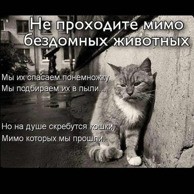 прошел мимо котенка. прошел мимо котенка. мальчик подбирает бездомного котенка рисунок. прошел мимо котенка. бездомные коты с надписями.