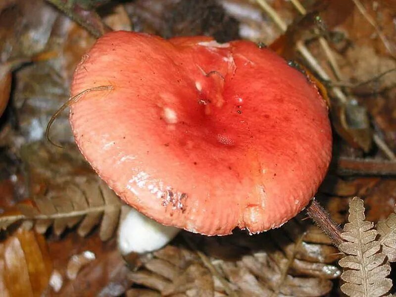 Гриб сыроежка розовый. Сыроежка розовая Russula rosea. Сыроежка кроваво-красная. Грибы сыроежки млечники. Сыроежка кроваво-красная съедобная.