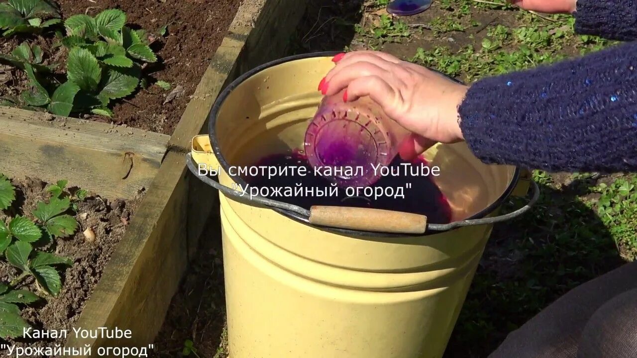 Марганцовка в огороде. Марганцовка для растений. Полив клубники. Бор марганец для клубники. Марганцовкой полить клубнику.