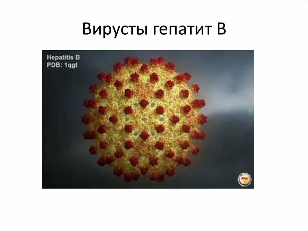 Как называется гепатит а. Возбудители вирусных гепатитов b. гепатит b возбудитель. гепатит б возбудитель. возбудитель гепатита а.