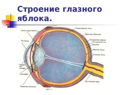Глаз человека имеет оболочек
