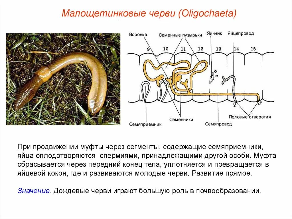 Развитие с метаморфозом дождевой червь. Тип кольчатые черви Annelida. Малощетинковые черви гермафродиты. Развитие кольчатых червей схема. Малощетинковые черви оплодотворение.