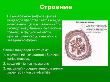 Стенки пищевода