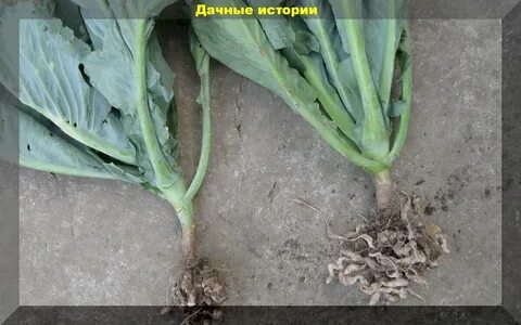 Кила на рассаде капусты