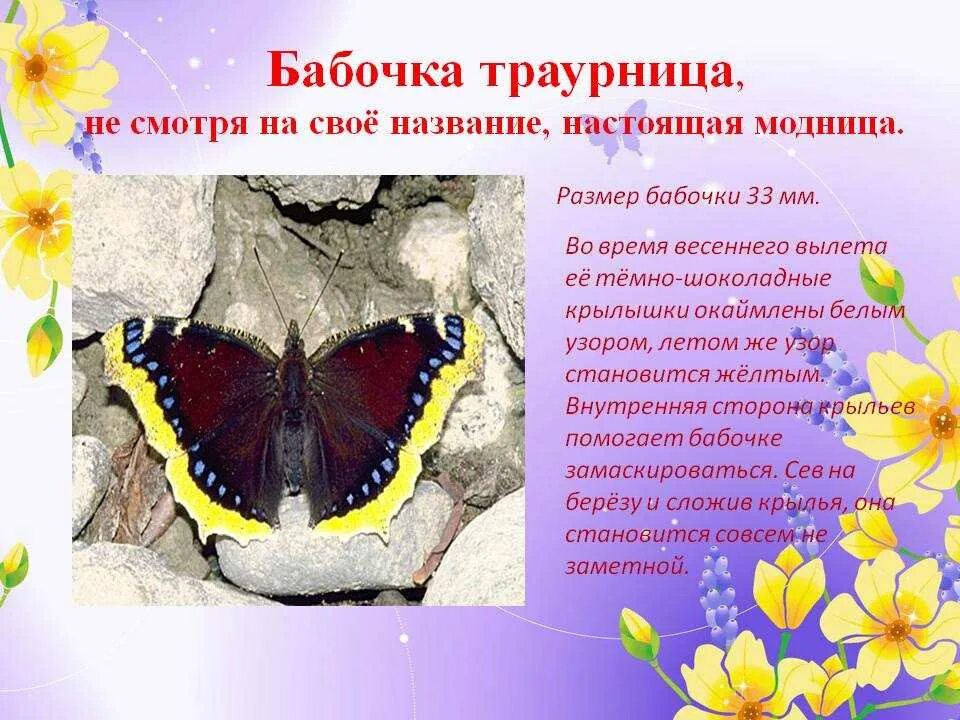 Сообщение о бабочке 2 класс окружающий мир. Бабочки адмирал лимонница траурница. бабочка адмирал крапивница траурница. бабочки адмирал лимонница траурница павлиний. траурница бабочка описание для 2 класса.
