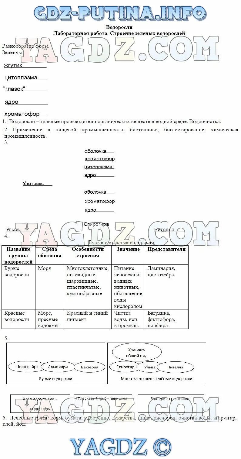 Лабораторная работа изучение зеленых водорослей. Зеленые водоросли лабораторная работа. Лабораторная работа изучение строения водорослей. Лабораторная работа строение водорослей