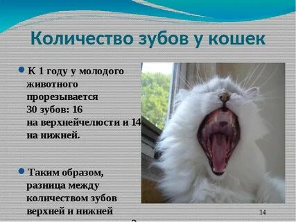 Во сколько месяцев выпадают зубы у котят