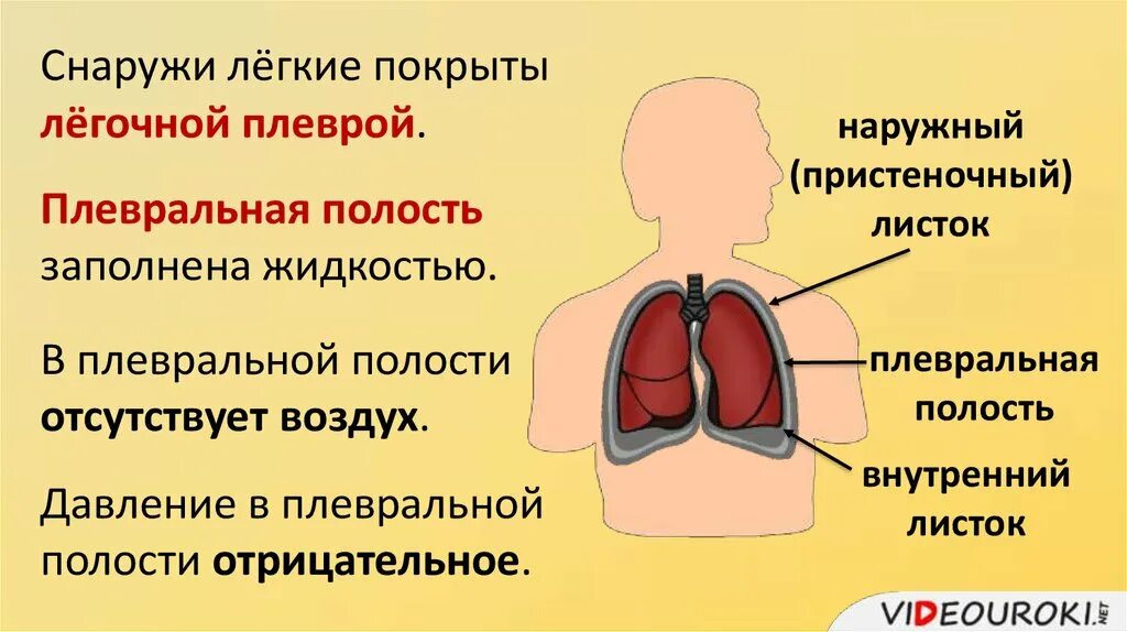 Снаружи лёгкиепокрыьы. Снаружи оешкие покрвтв. Снаружи легкое покрыто. Легкие значение кратко