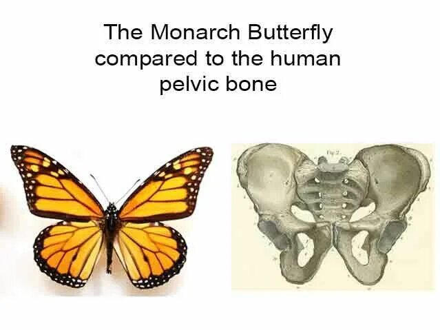 Кость бабочка. Костяная бабочка. Костные бабочки Эрха. Крылья бабочки из костей.