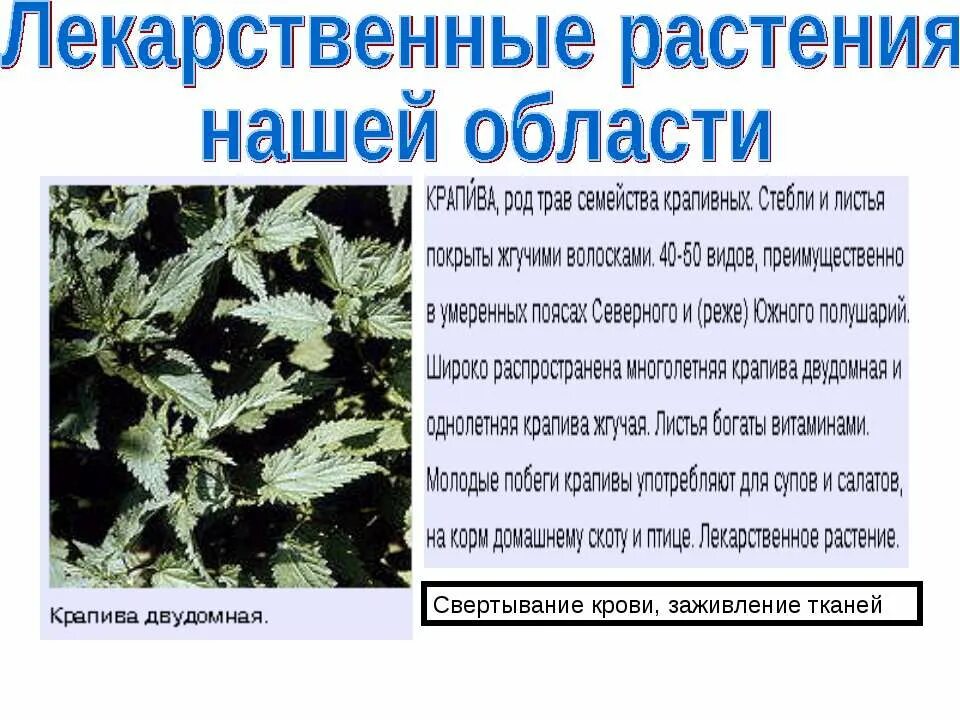 Крапива семейство. Лекарственные растения ОБЖ. Семейство крапивные представители. Семейство крапивные уход. Растения при оказании первой медицинской помощи области презентация.