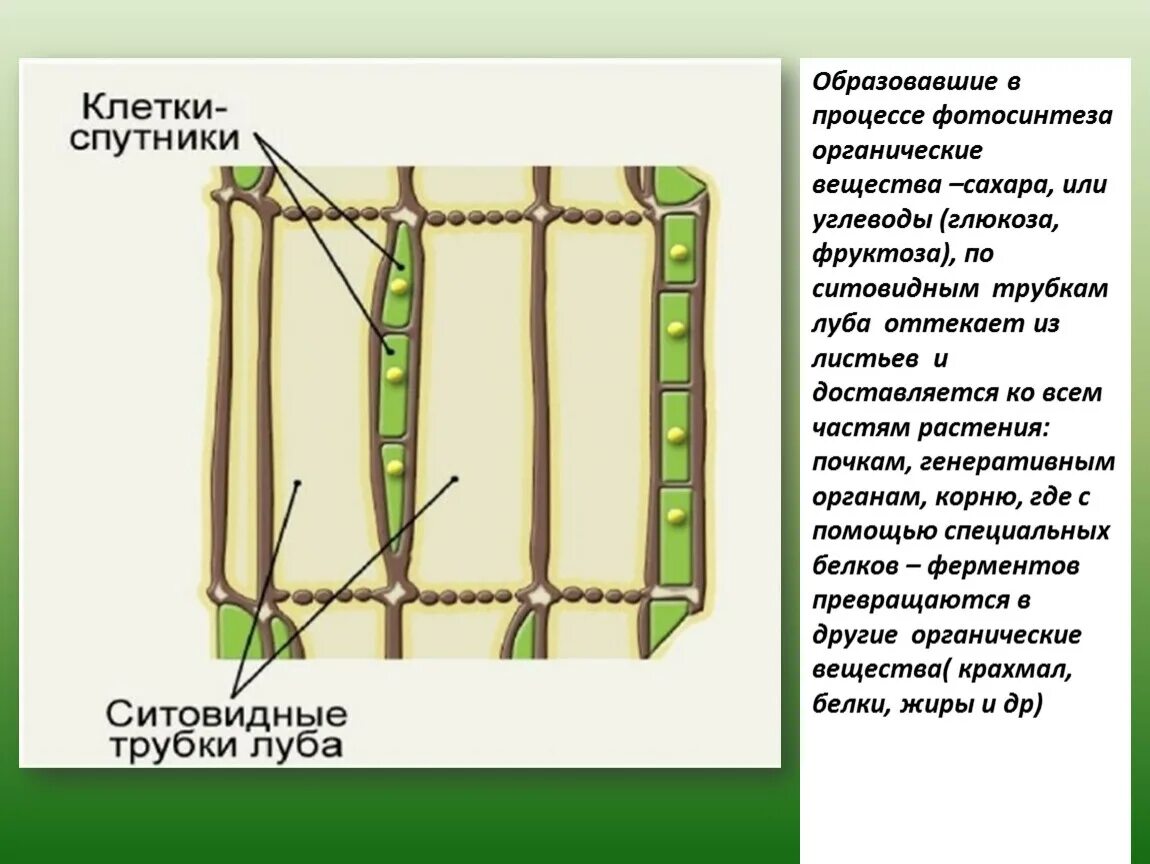 Ситовидные трубки в корнях растений. Ситовидные трубки луба. Ситовидные трубки образованы. По ситовидным трубкам. Луб ситовидные трубки и лубяные волокна.