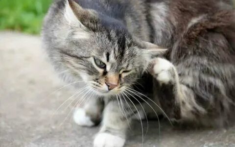 Кот чешется и вылизывается