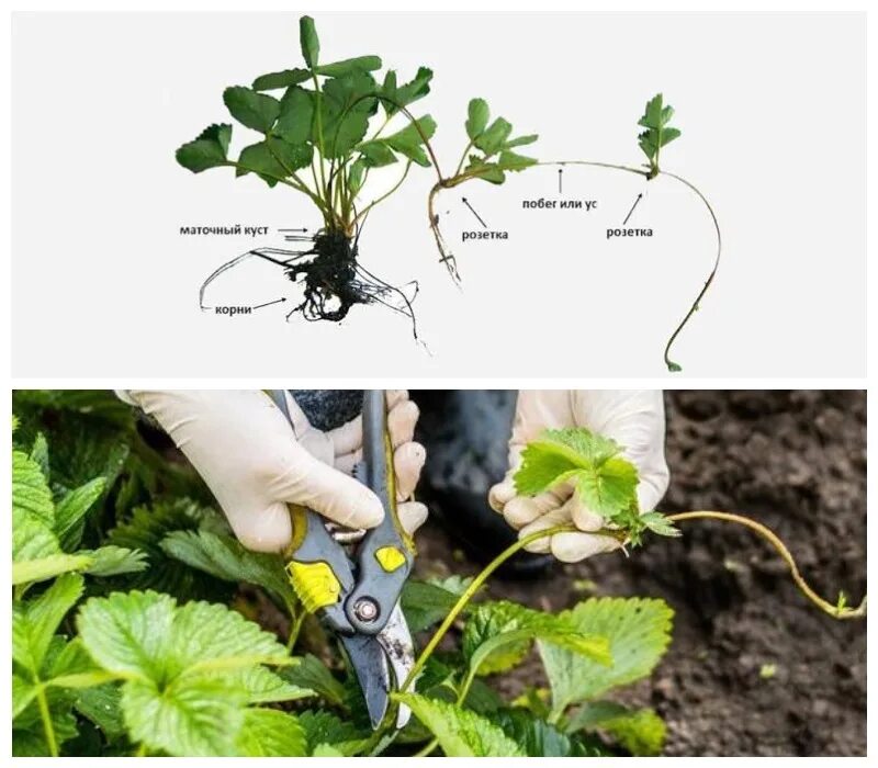 Обрезают ли землянику. Размножение ремонтантной клубники усами. Обрезаем усы у клубники. Листья ремонтантной клубники. Обрезка усов у клубники.
