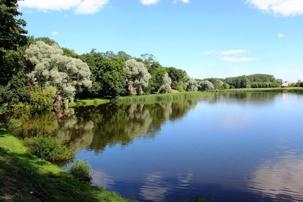 Болото луговое новосибирская область. Дикие водоемы. Заросшая река. Дикие водоемы. Пруд дикий.