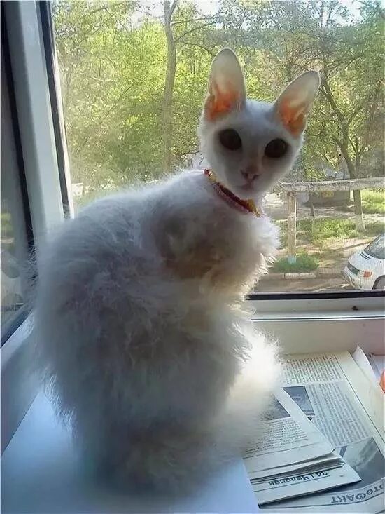 Кошка сфинкс метис. Кот метис сфинкса. Сфинкс браш. Смесь сфинкса и дворового кота. Кошка сфинкс метис.