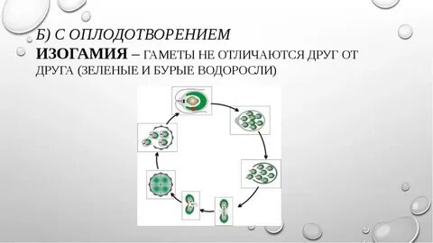 Зигота водорослей