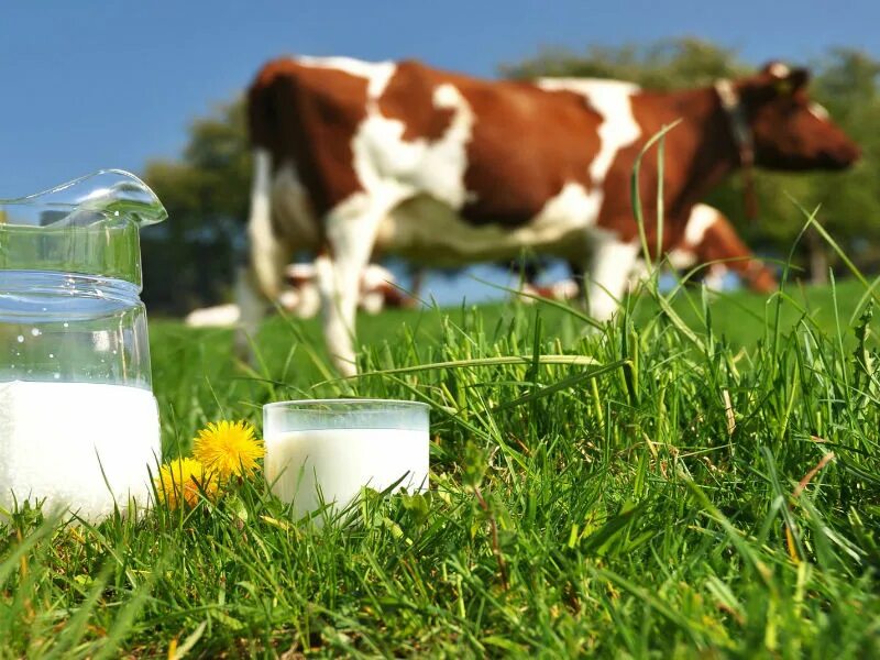 Молоко полученное от коровы 5. Корова молоко. Молоко домашнее. Молочная корова. Фермерская молочная продукция.