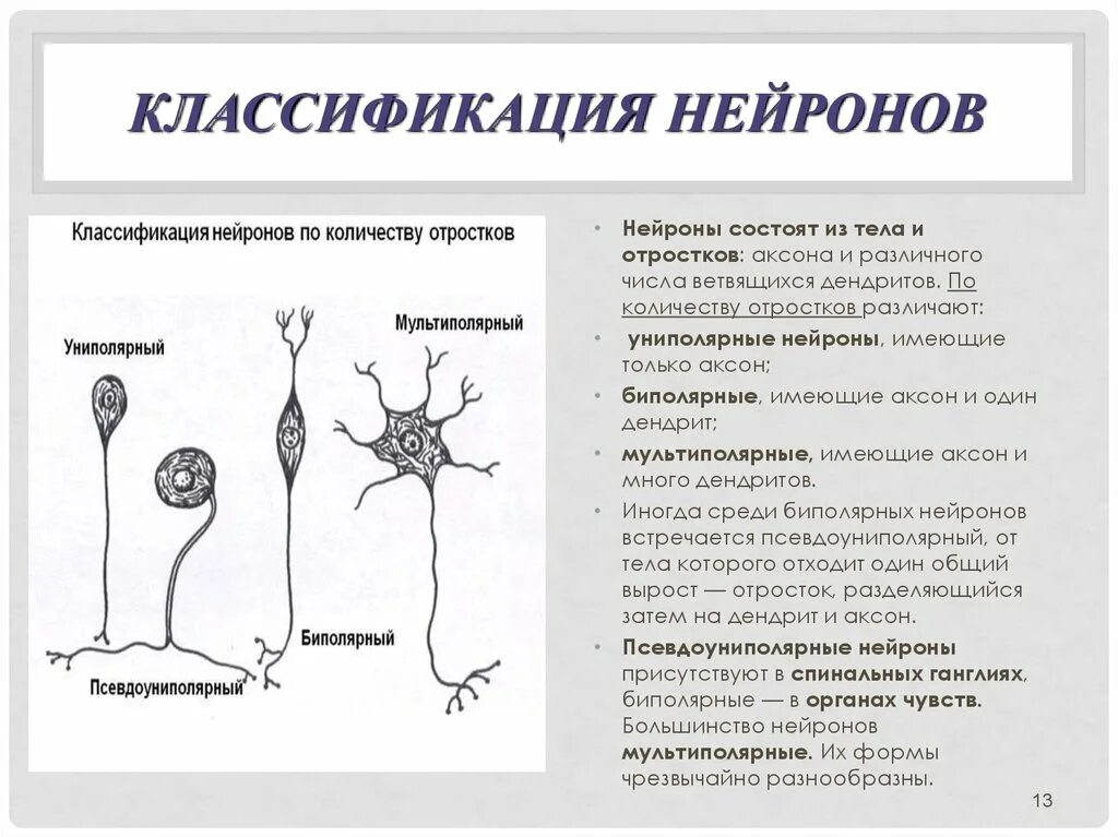 Распределите по группам характеристики отростков нервной клетки. Униполярные биполярные и мультиполярные Нейроны. Строение мультиполярного нейрона. Классификация Нейроны по функции анатомия. Строение мультиполярной нервной клетки.